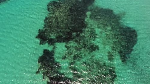 Seaweed and Coral Reef on a Clear Tropical Shallow Sea Floor With White Sand