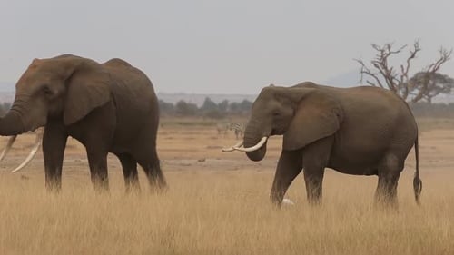 Elephants Walking Peacefully on the African Savanna