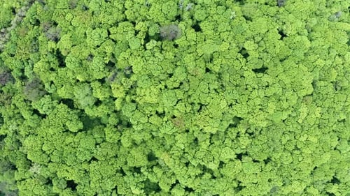 Green Trees