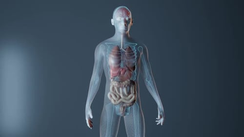 Anatomy of Brain in Male Body