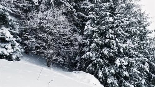 Wald