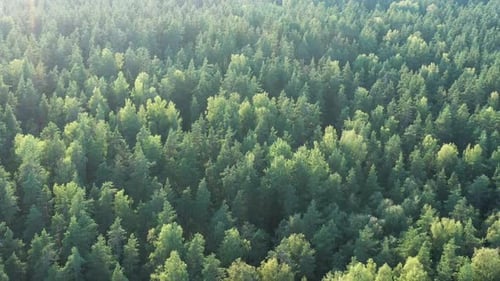 Drone flight above Forest