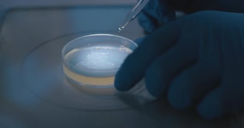 Gloved Hands Use Pipette with Petri Dish in Lab