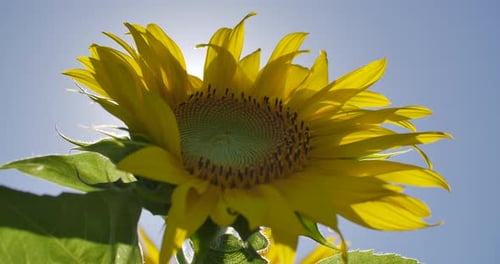 Sunflower 04