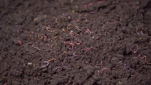 Wriggling Worms in Soil Close Up