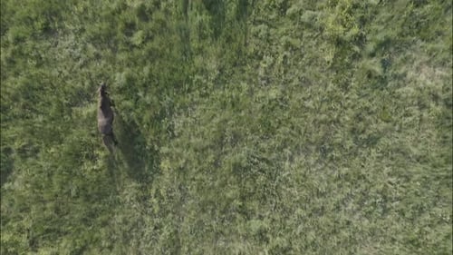 Chevaux sauvages qui courent des Mustangs sauvages sur l'herbe verte