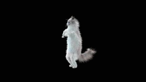 Katze tanzt HD