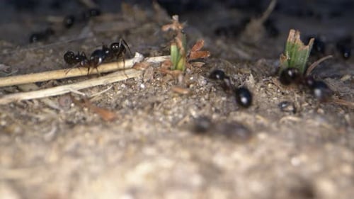 Black Ants Scuttling On Dirt Ground