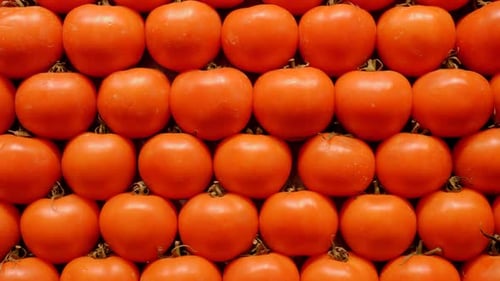 Primer plano de tomates rojos frescos en exhibición en el mercado de agricultores