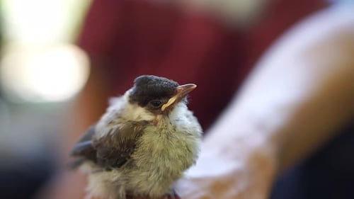 Adorable Close Up of Young Bird on Arm