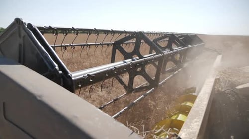 Combine Harvester Harvests Rapeseed In The Field.