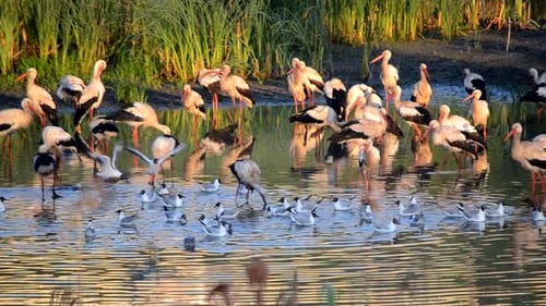 Many Birds Storks and Seagulls on the Shore of the Lake Near the Green Reeds