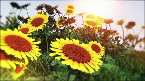 Sunflower Garden bewegender Hintergrund