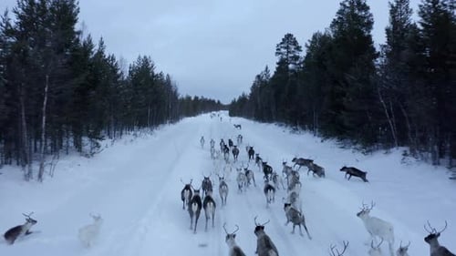 Aerial View of Herd of Reindeer, Which Ran on Snow in Norway Road