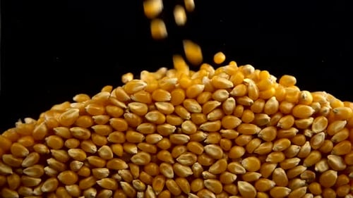 Fallende Popcorn-Maiskörner auf schwarzem Hintergrund.