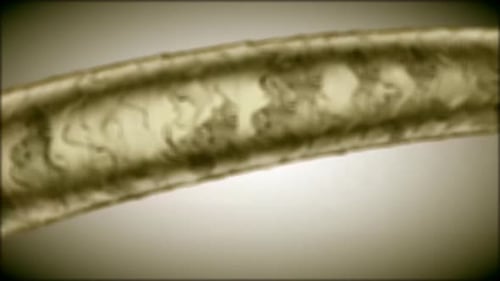 Animated Microscopic Hair Strand with Dandruff Removal