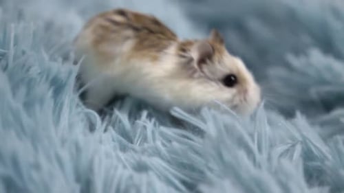 Hamster Resting on Soft Blue Fur