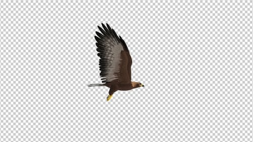 Golden Eagle - 4K Flying Loop - Vista lateral