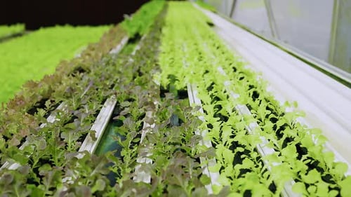 Dolly shot of organic freshness vegetables hydroponic green house soiless water system