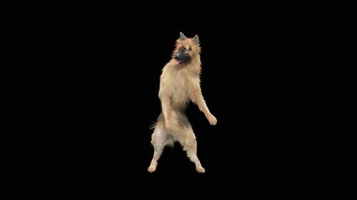 Funny Dog Standing and Dancing Animation