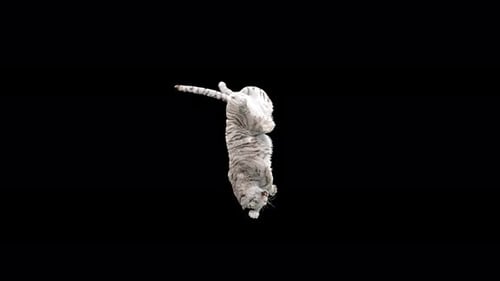 White Tiger Dancing 4K