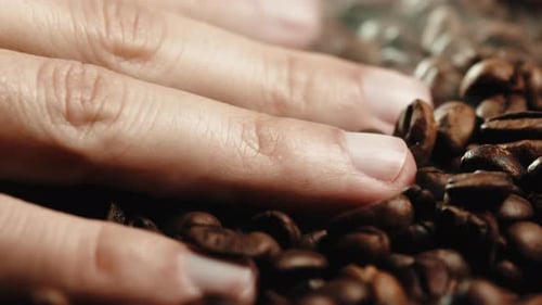 Hand Touching Roasted Coffe Beans in Factory