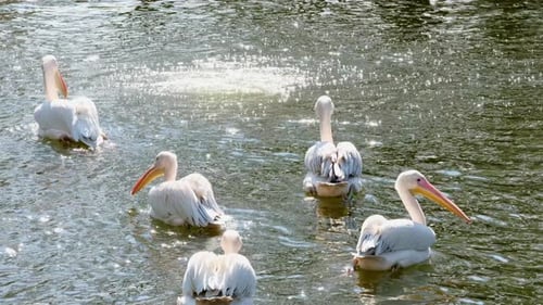Group of Great White Pelicans in water, sunny day