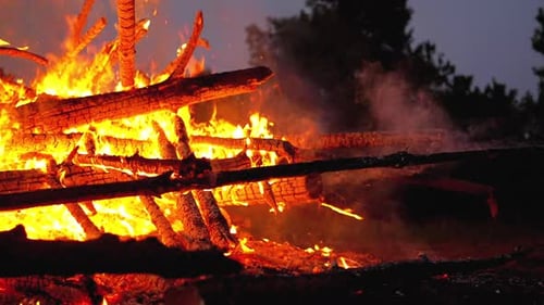 Big Bonfire of the Logs Burns at Night in the Forest