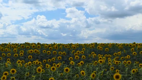 Field of Sunflowers Under Cloudy Blue Sky