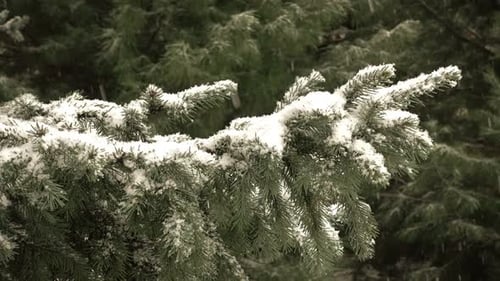 Schnee fällt vor dem Pelzbaum