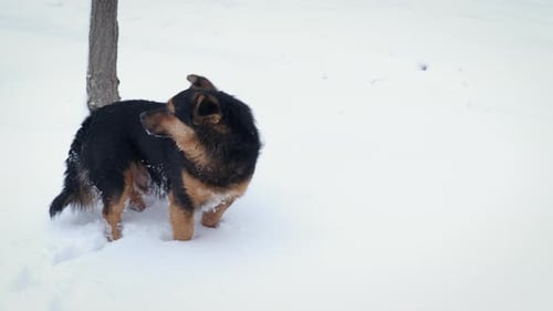 A Happy Dog in the Winter Park