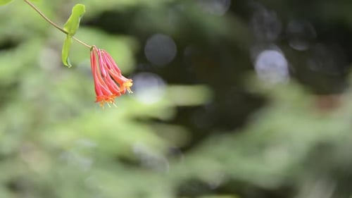 a humming bird feeding