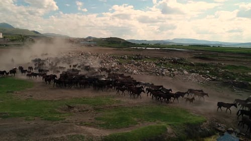 Herd Horse 3
