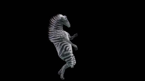 3D Animated Dancing Zebra Performance with Alpha Channel