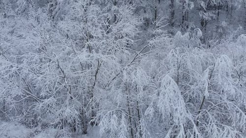 Aerial shot: spruce and pine winter forest completely covered by snow.