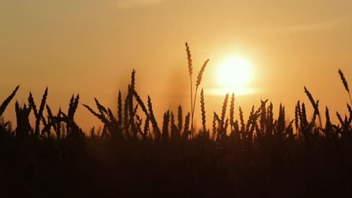 Ears of Wheat on the Field a During Sunset Wheat Agriculture Harvesting