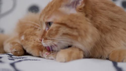 Orange Cat Grooming Itself on a Bed