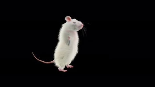Animated White Rat Standing and Looking Around