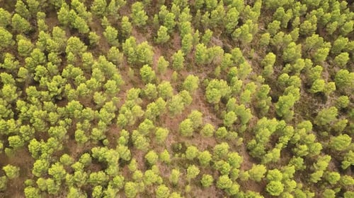 Top View Of Lush Trees At Forest Mountains In Summertime. Aerial Drone
