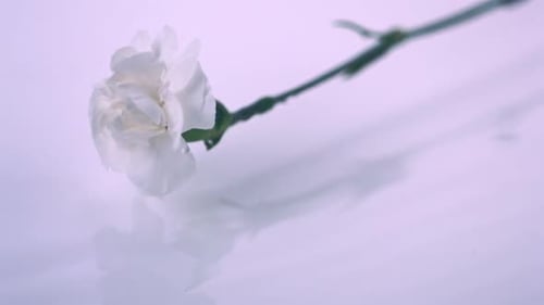 Carnation in water, Slow Motion