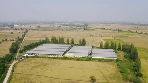 Aerial top view of roof of garden plant industry farm in agriculture concept with paddy rice field