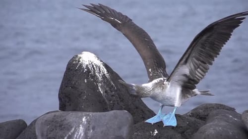 Blue-Footed Booby Perched on Rocks by the Ocean