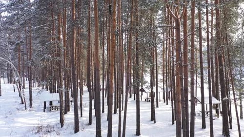 Winter Forest With Snow Covered Tall Pine Trees