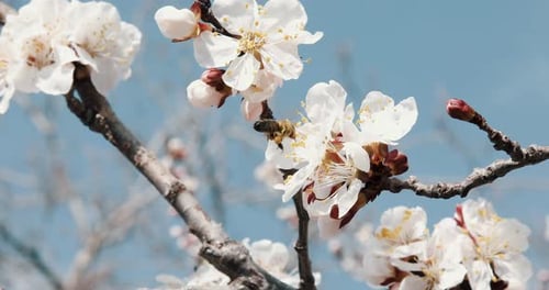 Closeup of bee collecting pollen on blossoming almond in early spring