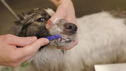 Dog Having its Teeth Brushed