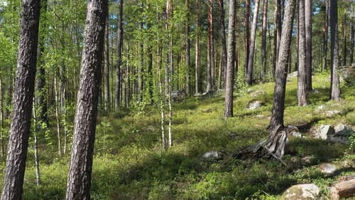 Voo na floresta perene em um dia ensolarado de verão