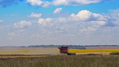 Combine harvester is working at wheat field. Harvesting process