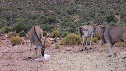 Antelopes in Wildlife