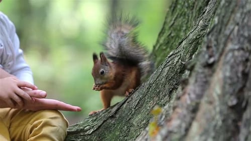 A Cute Little Girl and Her Mom Feed the Red Squirrels in the Park