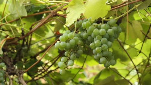 Picking grapes on farm